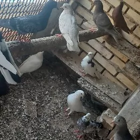 kepderi