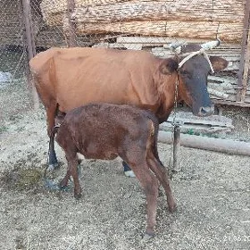 Göleli sygyr