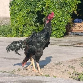 Taşkent