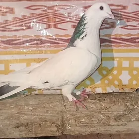 Kepderi