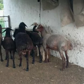 goçkar