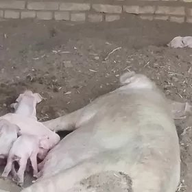донуз