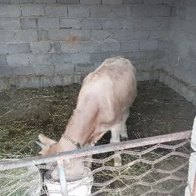 ökuz