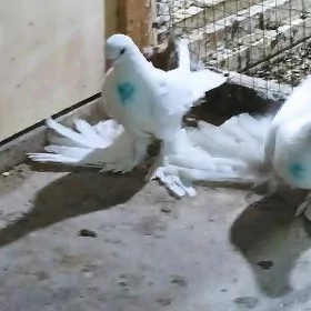 Kepderi Ak Balakly
