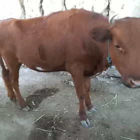 Baky gacar