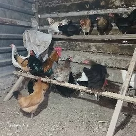 Towuk ýaşajyk