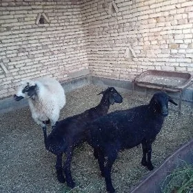 goýun