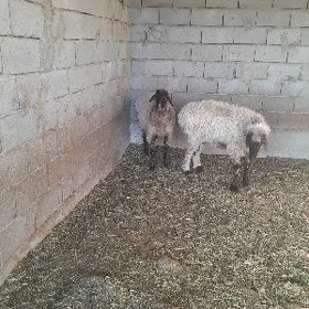 goýun
