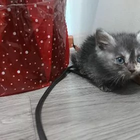 şatlan paroda pişik