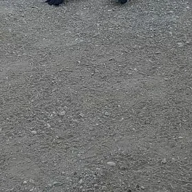 kepderi