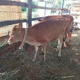 gulajyn gole