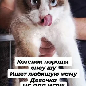 Котенок Сноу шу
