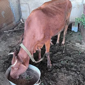 Goleli sygyr