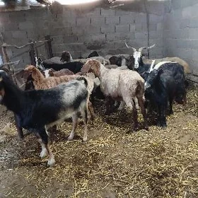goyun geciler
