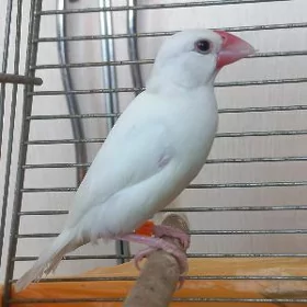 Amadin