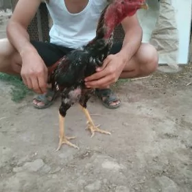 horaz paroda