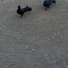 kepderi