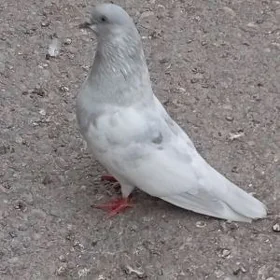 kepteri