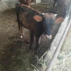okuzce gole