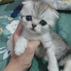 котята