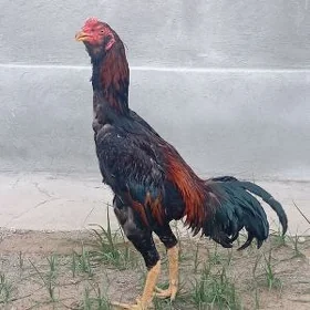 taşgent horoz