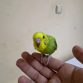 pabugay