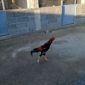 taşkent
