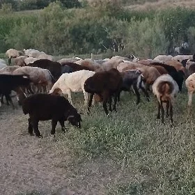 çopan gerek