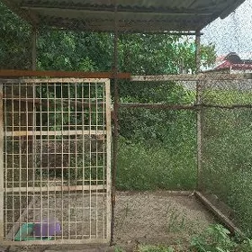 towuk ketek