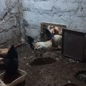 ТМ карта