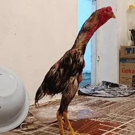 Horaz