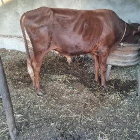 окиз