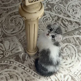 pisikler кошка