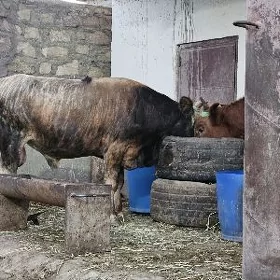 öküzler 1 ýaş ýarym