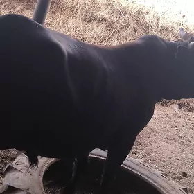 улы бакылан окуз