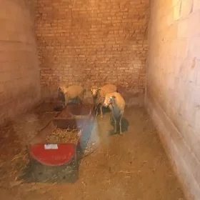 merenos