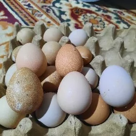 Si sarka ýumurtga