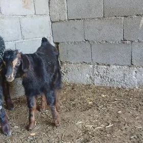 çewiş