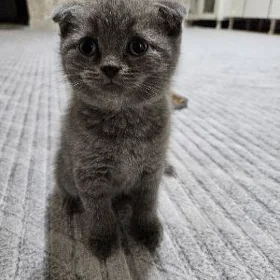 котик