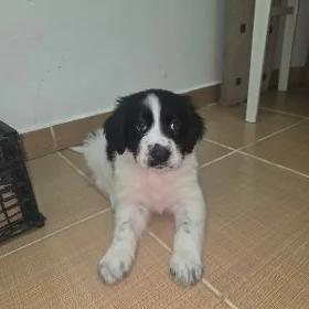 Alabaý it