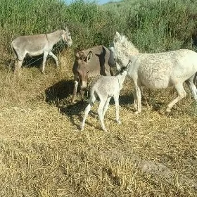 teze dogan eşek bahasy ol