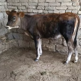 TÜWE ŞWED TOHUM ARASSA