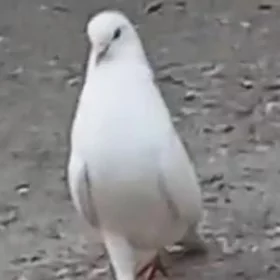 kepderi
