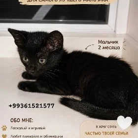 котёнок, кошка, кот