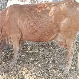 Göleli sygyr