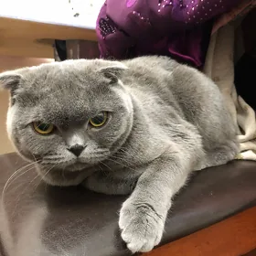 кошка шотландская девочка