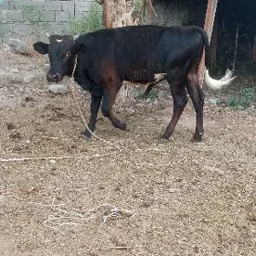 öküz