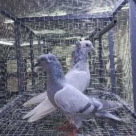 kepderi
