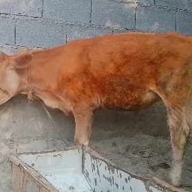 TÜWE