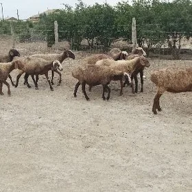 Goÿun